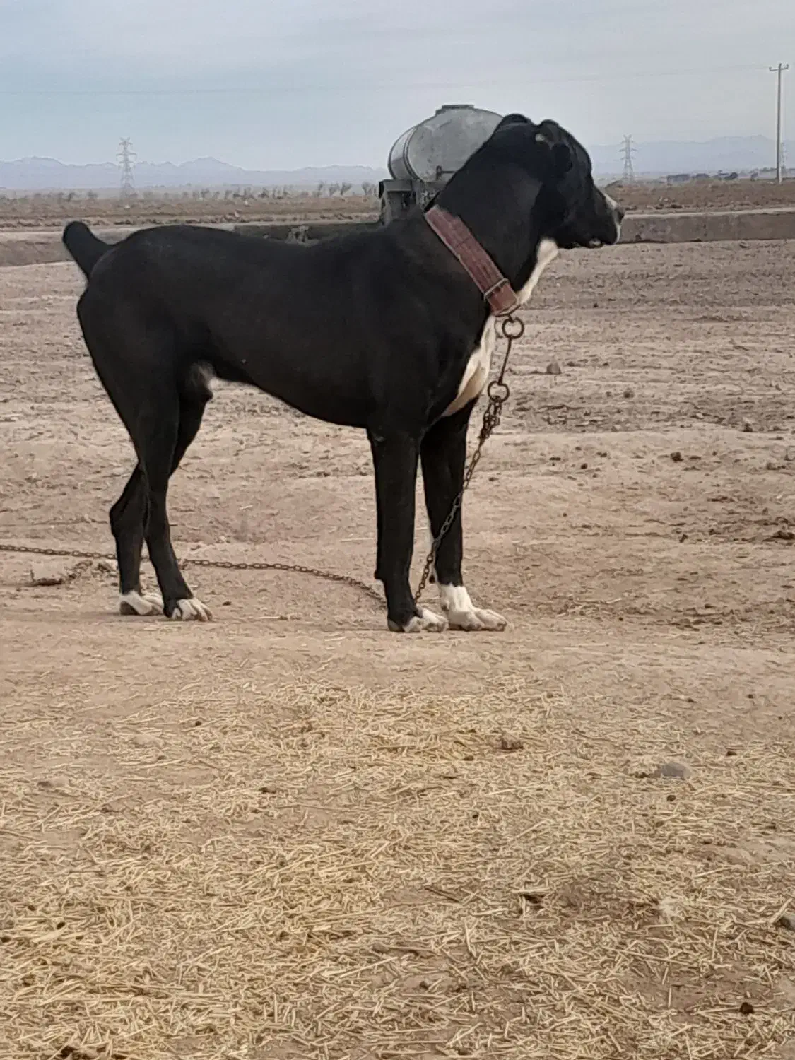 سگ اصیل|کفش و لباس بچه|خواف, |دیوار