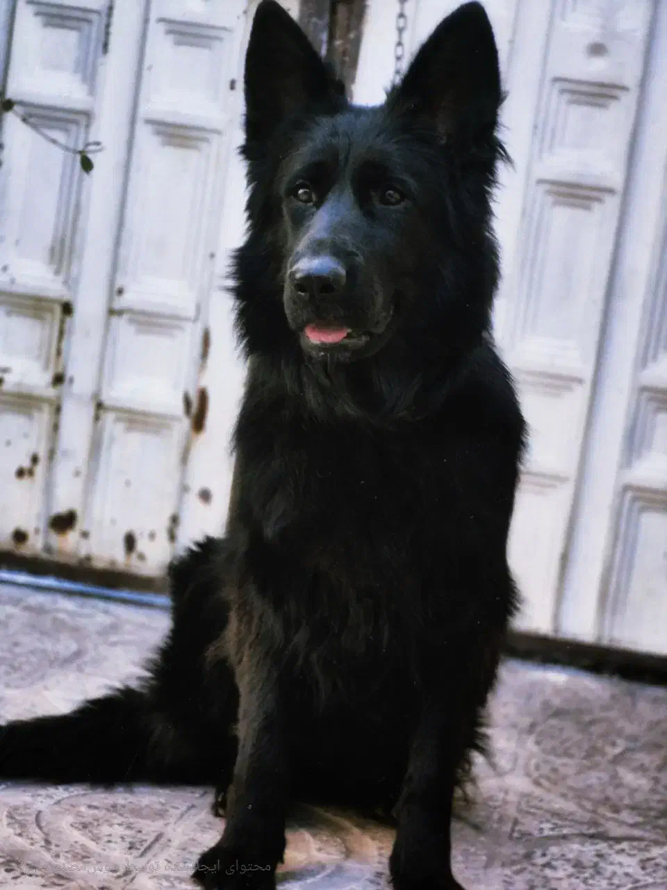 ژرمن ماده|سگ|احمدآبادمستوفی, |دیوار