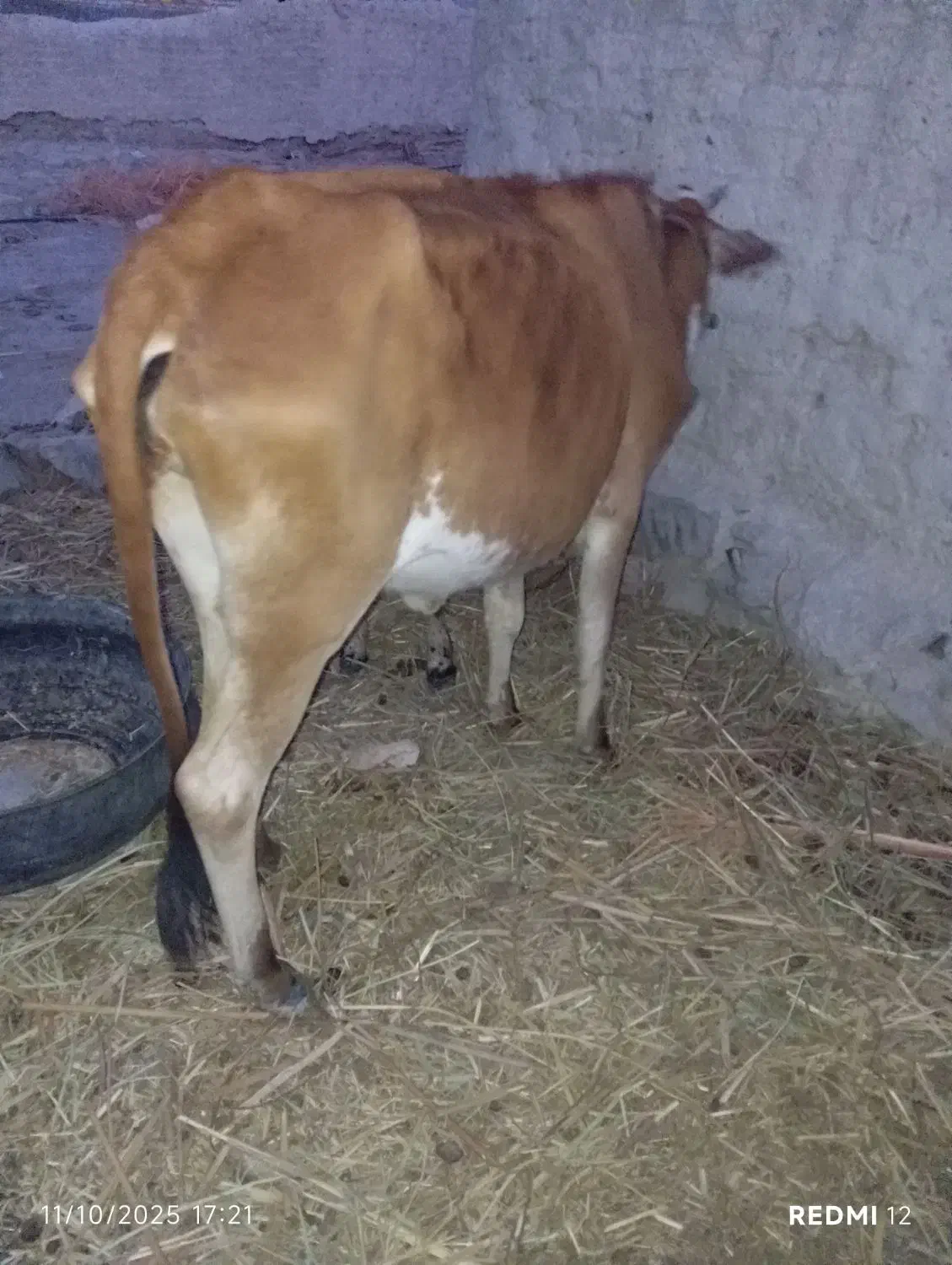 گاو فروشی با گوساله  یا معاوضه فقط فوری فوری|حیوانات مزرعه|سراوان, |دیوار