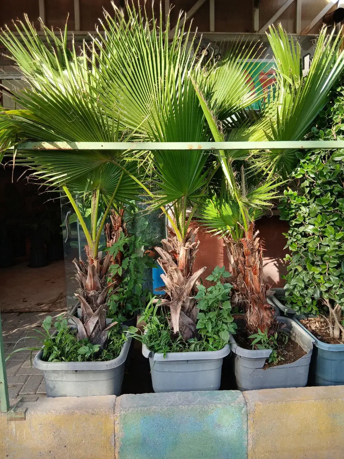 گل وگیاه پالم واشنگتن|گل و گیاه طبیعی|مشهد, حجت|دیوار