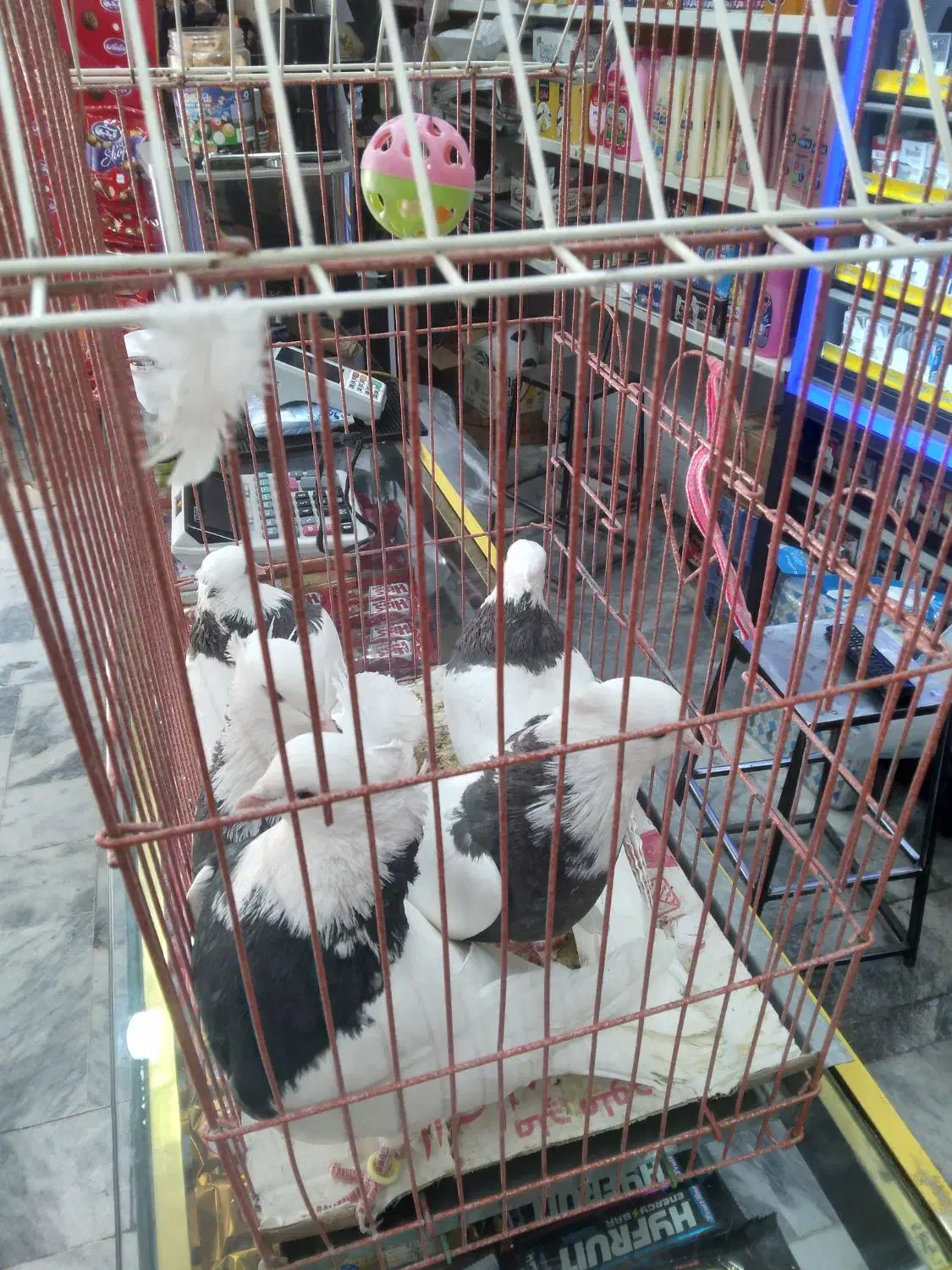 ۵ عدد کفتر طوقی سیاه|پرنده|مشهد, عامل|دیوار