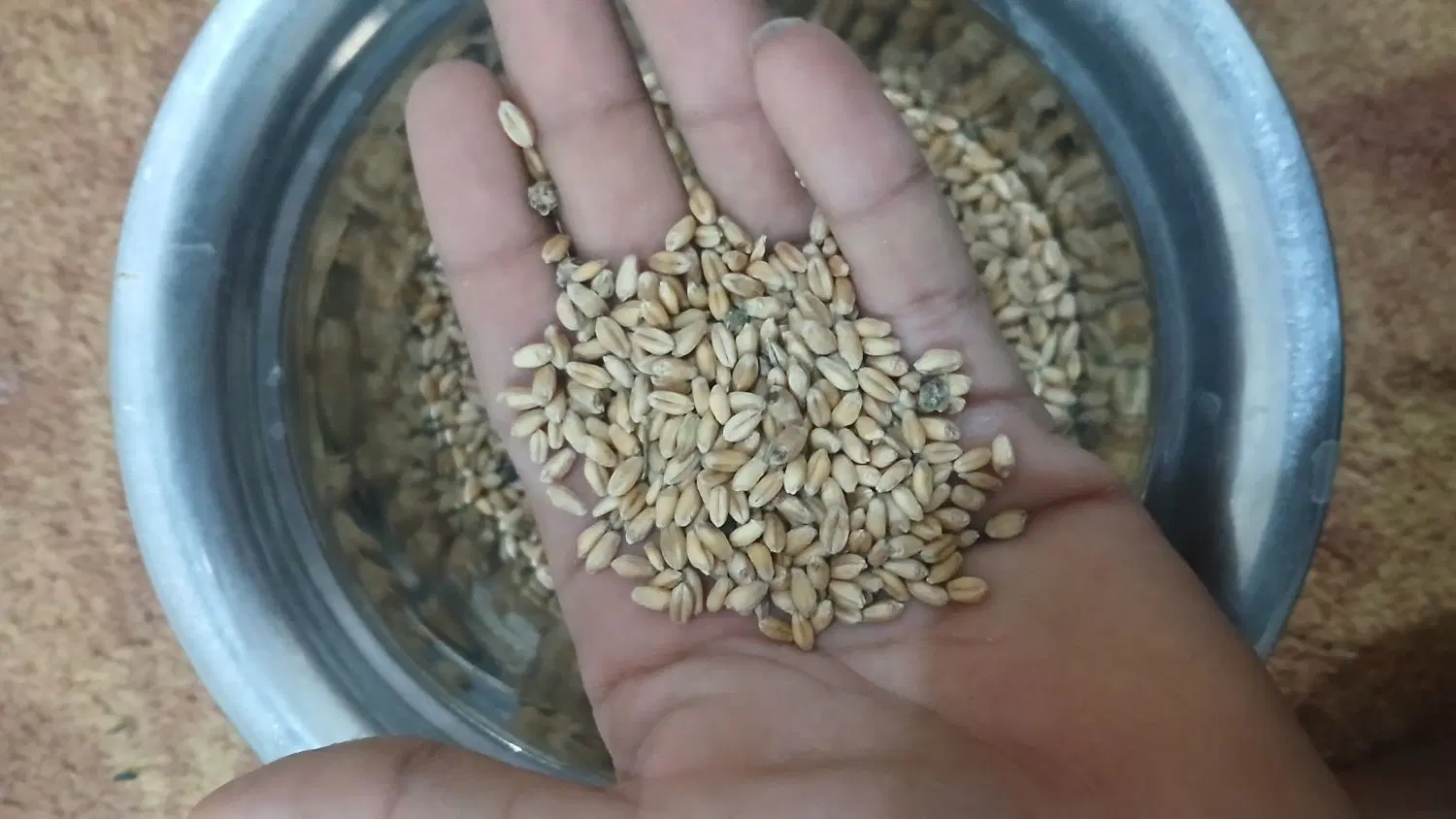 گندم|گل و گیاه طبیعی|شادگان, |دیوار