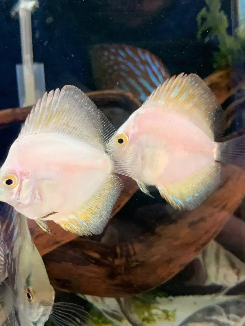 دیسکس ۲ اینچ و آنجل|ماهی|تبریز, |دیوار