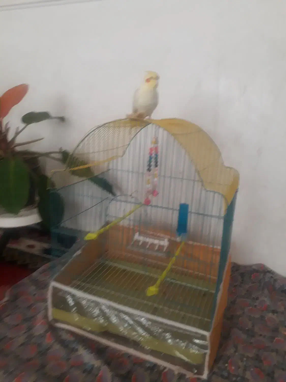 عروس هلندی|پرنده|اهر, |دیوار