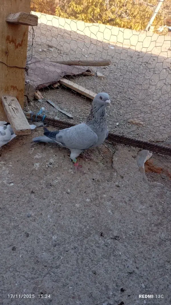 سه تا کبوتر پرشی|پرنده|اسفراین, |دیوار