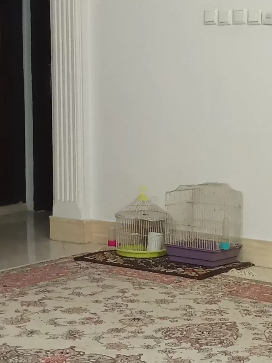 سهره خاکی|پرنده|مشهد, عبادی|دیوار