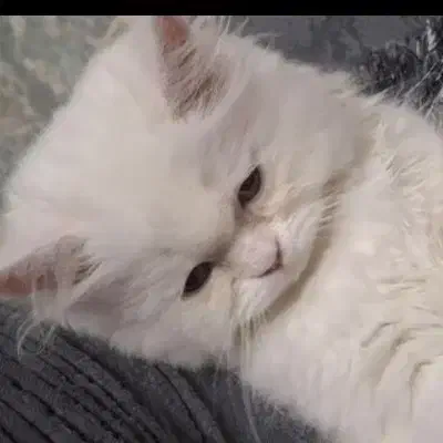 برفی|گربه|تهران, ابوذر|دیوار