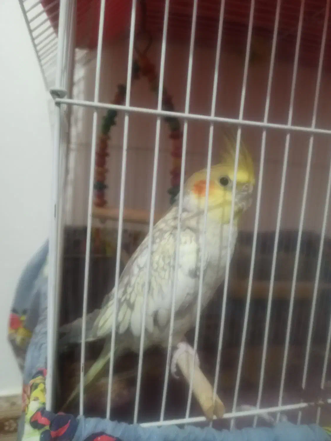 عروس هلندی نر بالغ و یک عدد مرغ عشق وقفس بزرگ|پرنده|آغاجاری, |دیوار