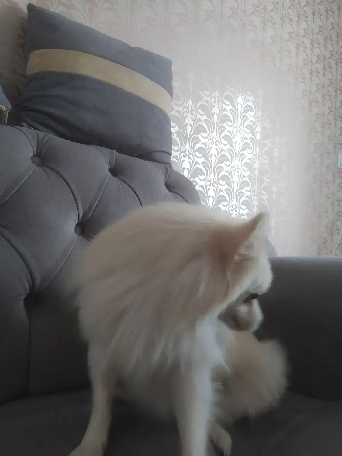 سگ پامر|سگ|قزوین, |دیوار