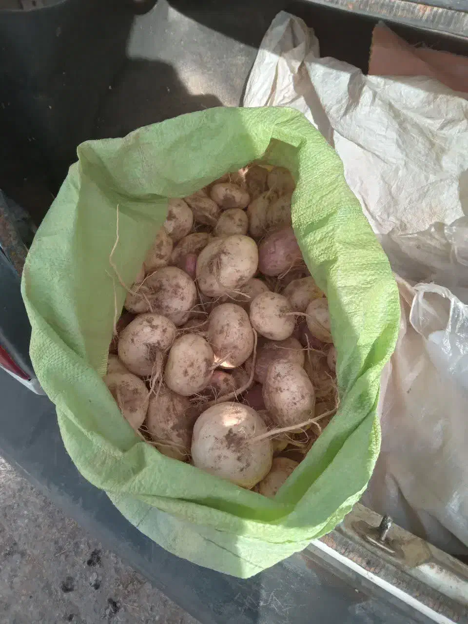 شلغم|خوردنی و آشامیدنی|فردوس (خراسان), |دیوار