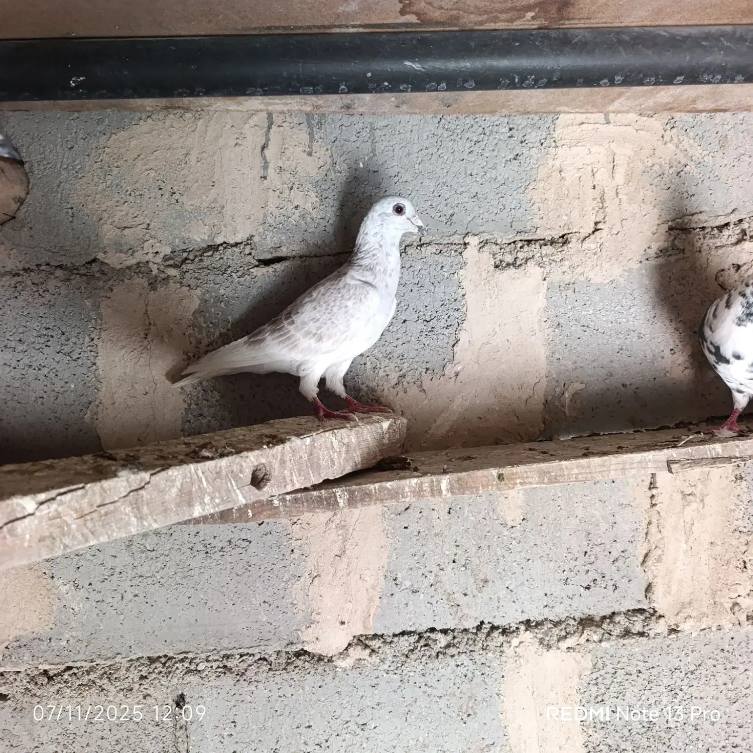 نر و ماده سوسکی سرخ نر چشم سیاه|پرنده|درمیان, |دیوار