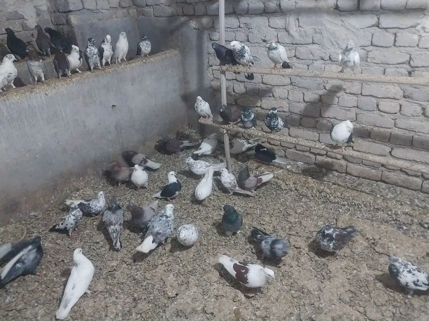 کفتر|پرنده|آران و بیدگل, |دیوار