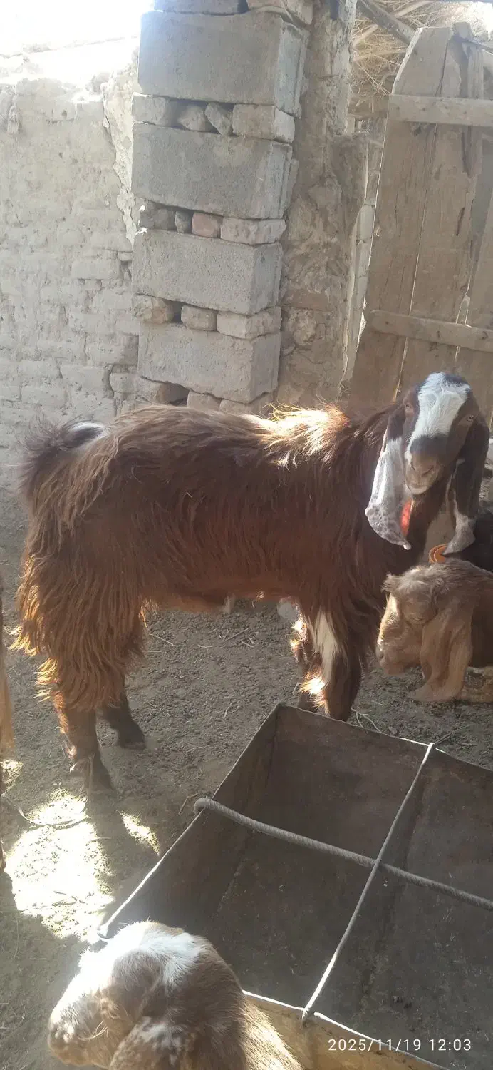 بز فروشی زنگ بزنید پیام پاسخ نمیدم.|حیوانات مزرعه|هامون, |دیوار