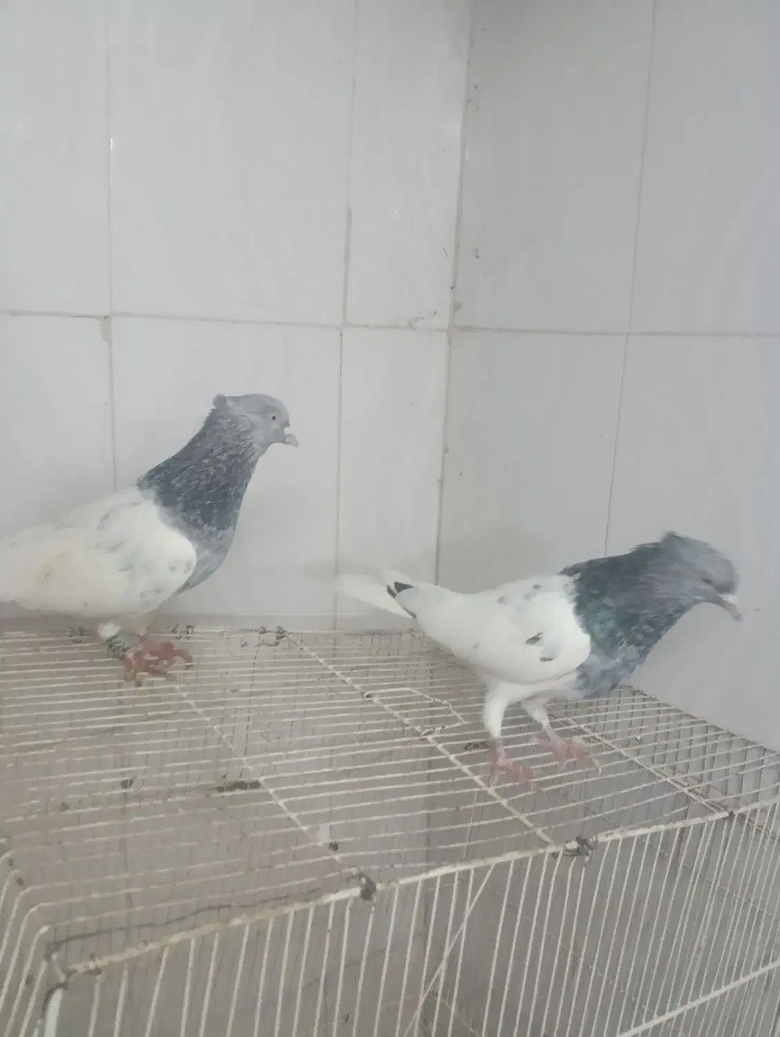 ی جفت کله سبز|حیوانات|قوچان, |دیوار