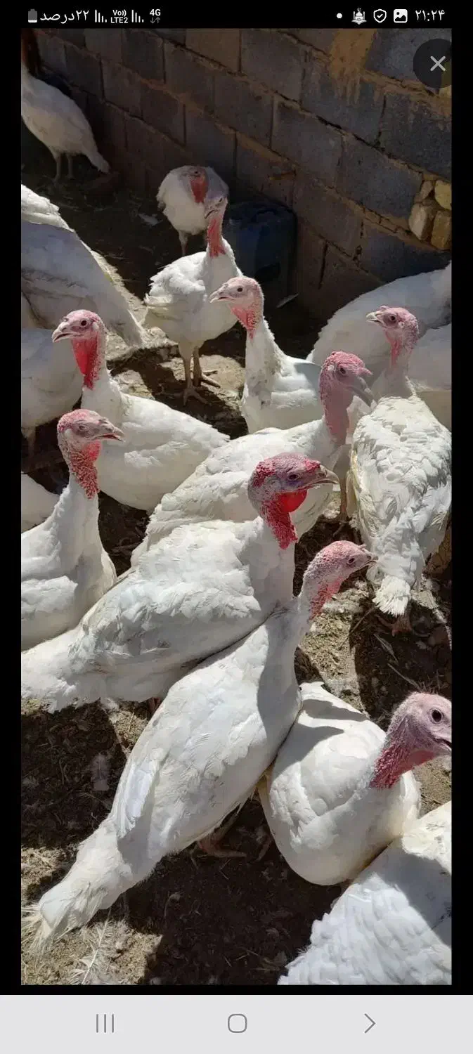 فروش بوغلمون باگوشتی لذیذ وخوشمزه|حیوانات مزرعه|بندر گناوه, |دیوار