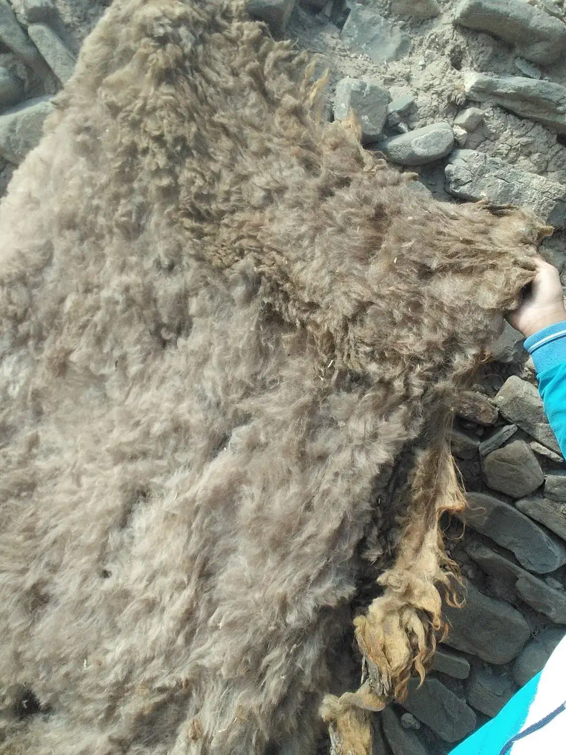 پشم|رختخواب، بالش، پتو|خواجه, |دیوار