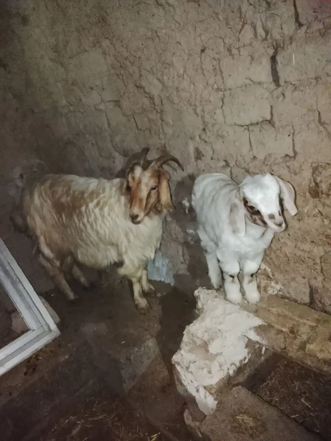 بزغاله نر|حیوانات مزرعه|هیر, |دیوار