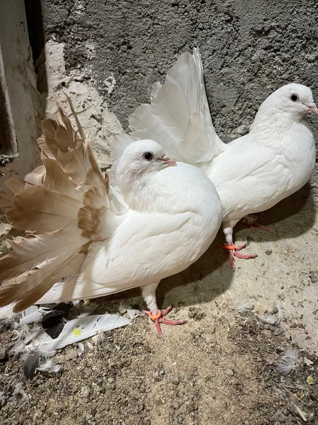 دم چتری کانادایی|پرنده|کاشان, لتحر|دیوار