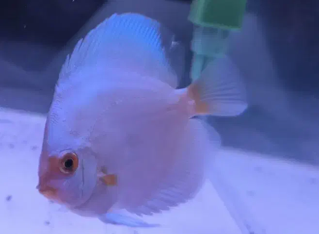 دیسکس ۴ اینچ به بالاس|ماهی|فردیس, فرامرزیه|دیوار