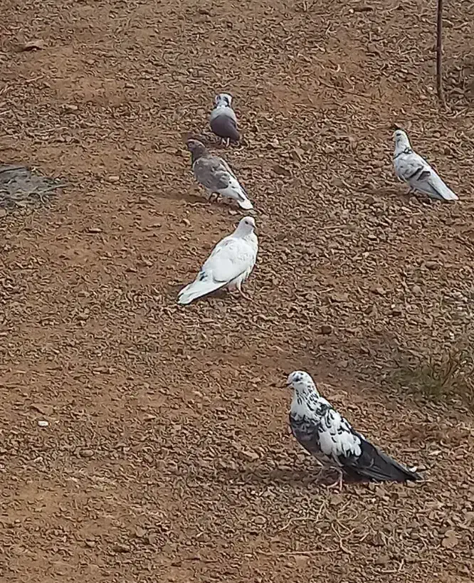 کبوتر محلی همه رنگ ۴۰ عدد چاغ چله|پرنده|میانه, |دیوار