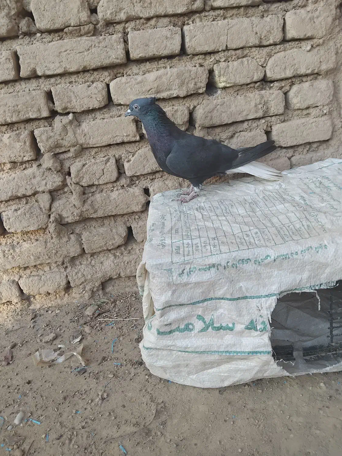 دم سفید ماده|پرنده|دزفول, |دیوار