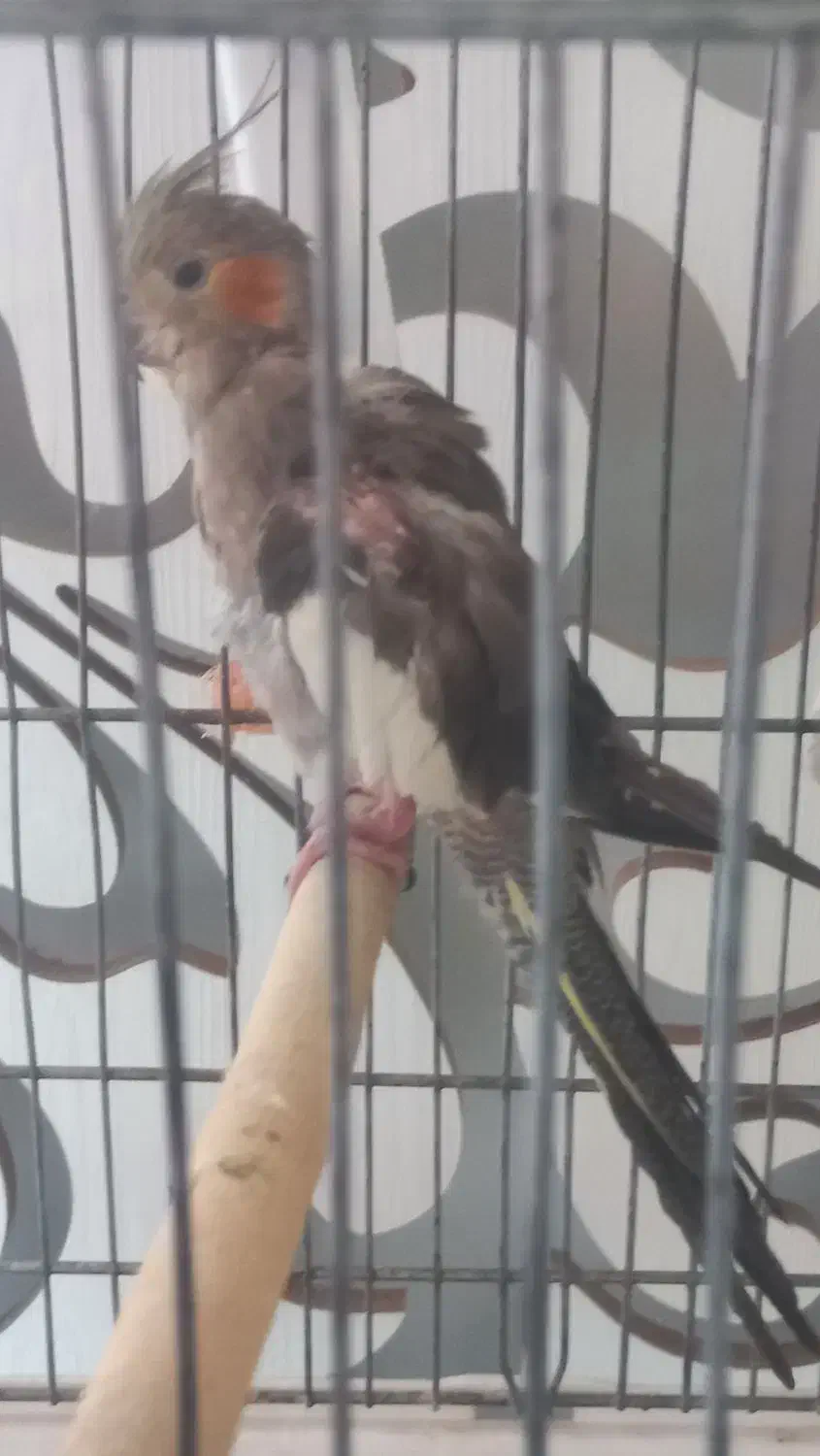 عروس هلندی همه باهم ۱میلیون|پرنده|تهران, افسریه شمالی|دیوار