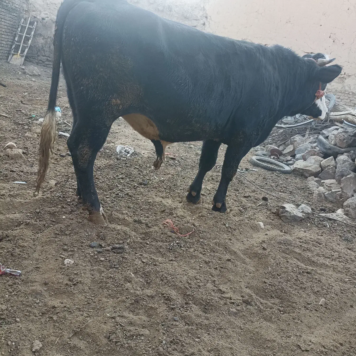 گاو نر کشتاری کیلویی 350|حیوانات مزرعه|باوله, |دیوار