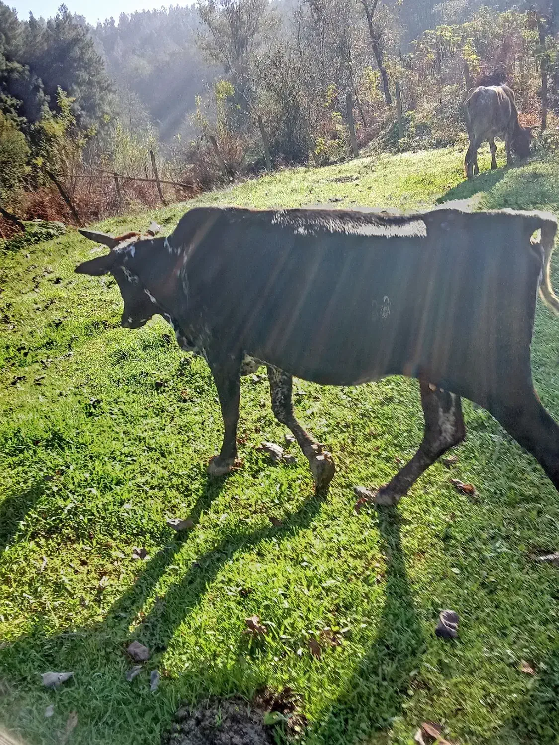 گاو محلی گوساله نر|حیوانات مزرعه|سیاهکل, |دیوار