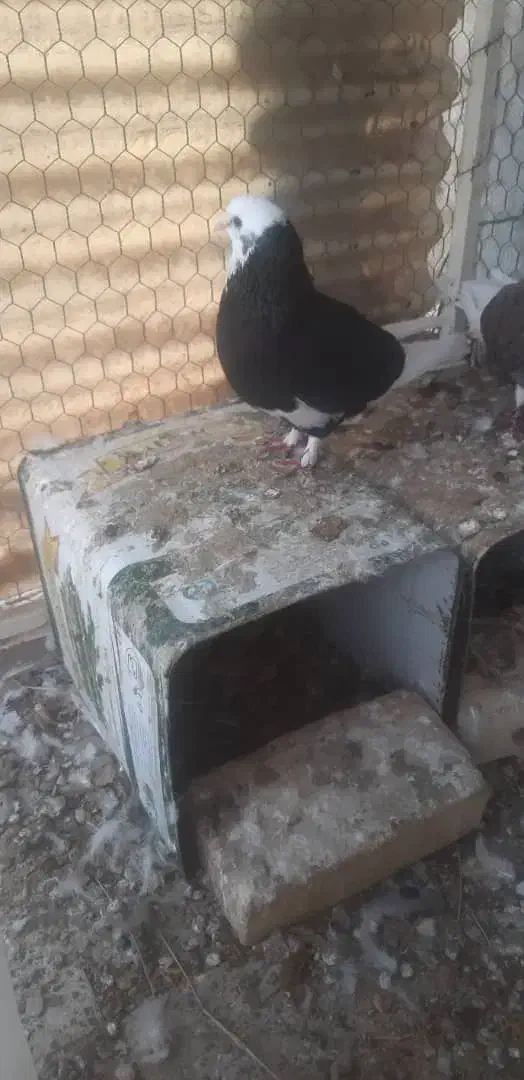 کبوتر گمشده|حیوانات|یزد, |دیوار