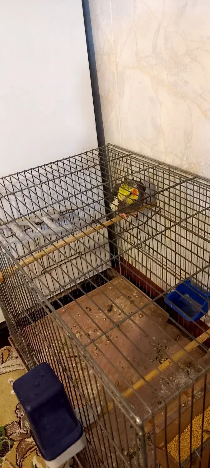 عروس هلندی سینامون نر|پرنده|هرسین, |دیوار