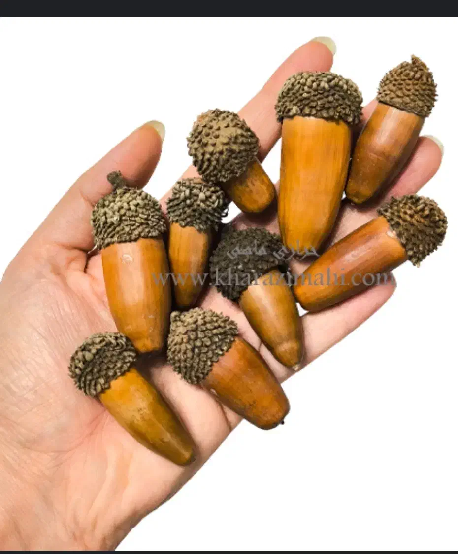 بلوط درشت|صنایع دستی و سایر لوازم تزئینی|نیشابور, مدرس|دیوار