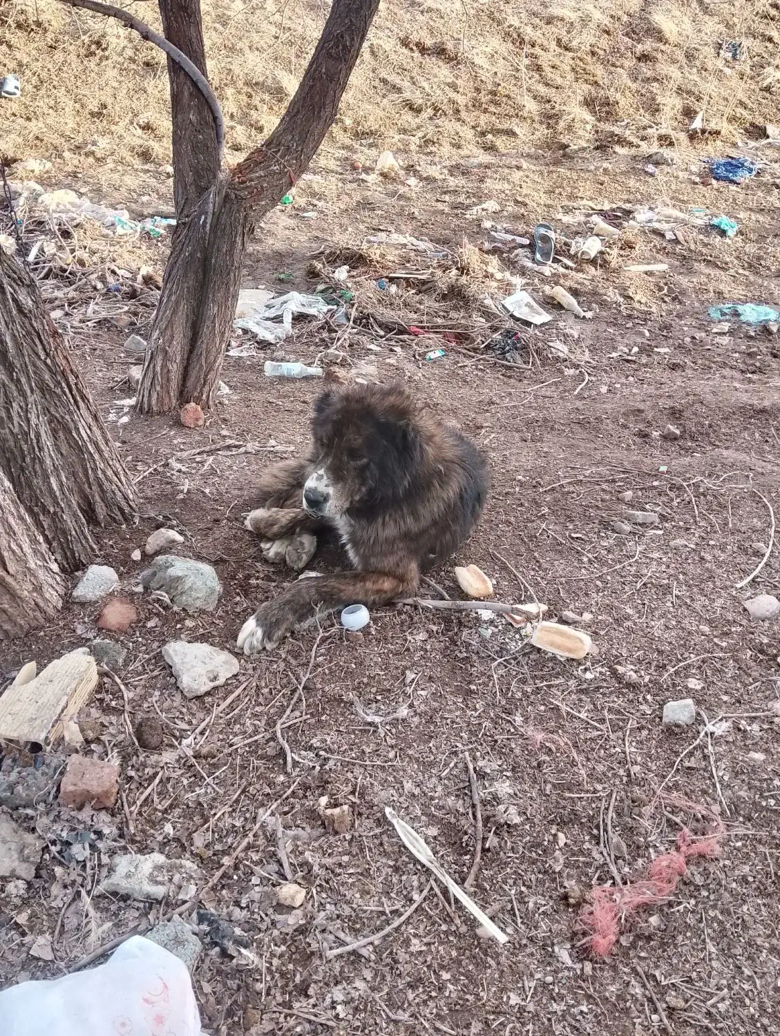 سگ قفقاز|سگ|دهگلان, |دیوار