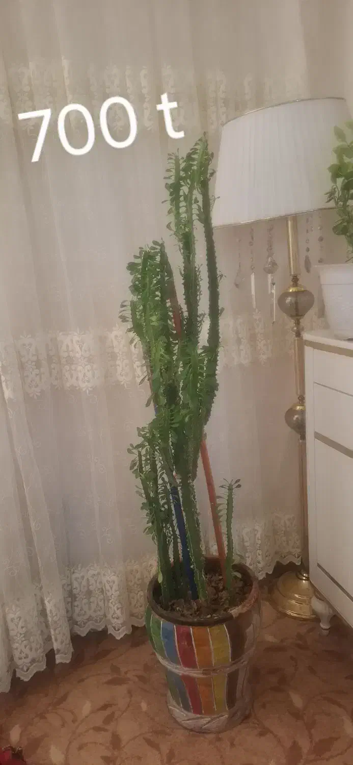 گل و گیاه|گل و گیاه طبیعی|ایوان, |دیوار