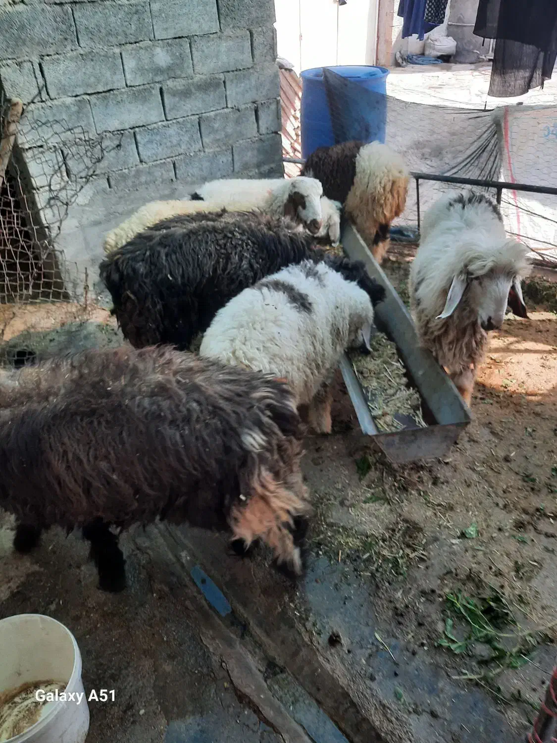 ۷عدد بره نر|حیوانات مزرعه|آغاجاری, |دیوار