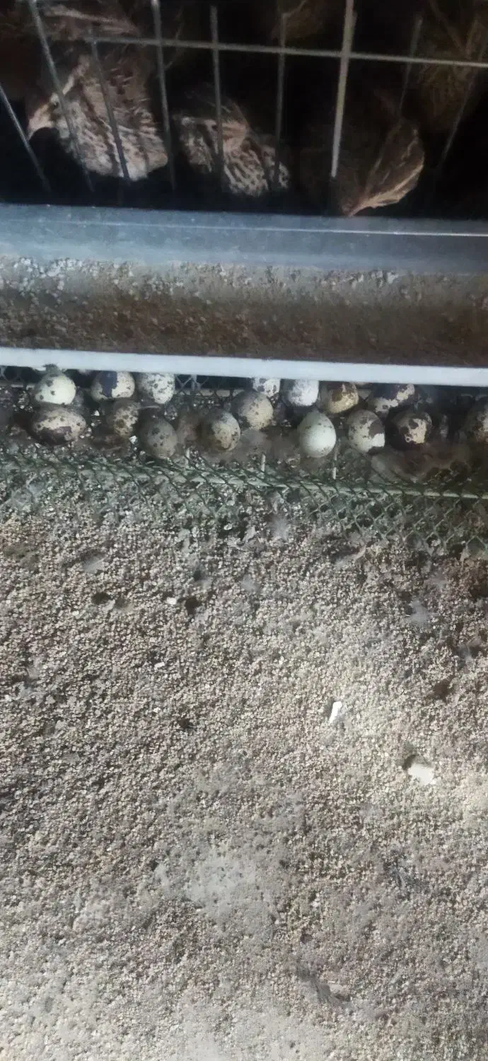 تخم بلدرچین نطفه دار|حیوانات مزرعه|زاهدان, |دیوار