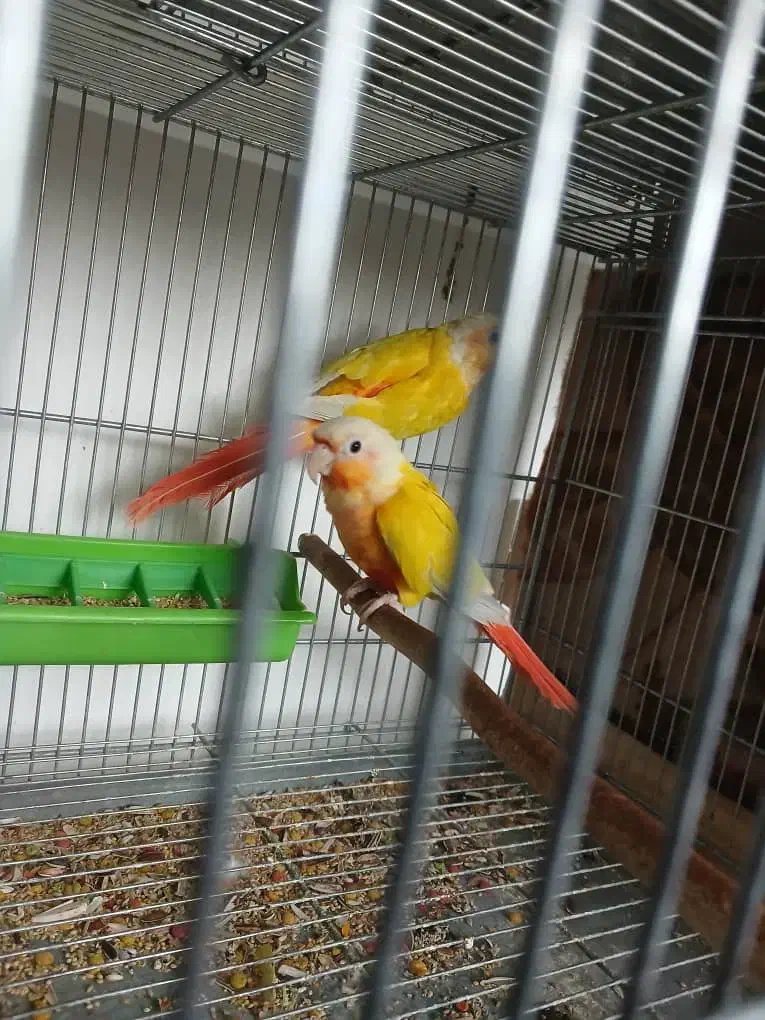 گیرینچیک سانچیک و ردچیک|پرنده|یزد, |دیوار