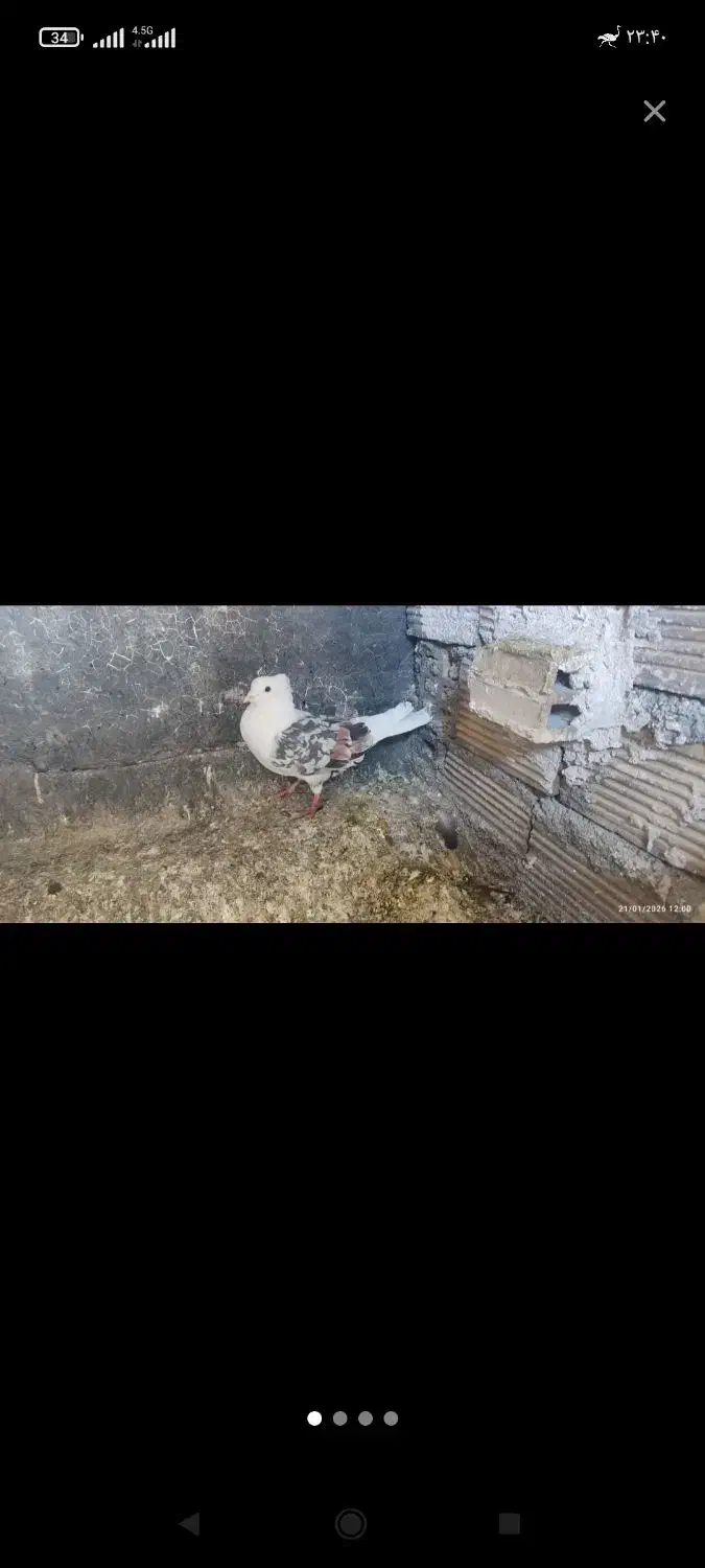 پرنده پلنگ|پرنده|خرمآباد, |دیوار