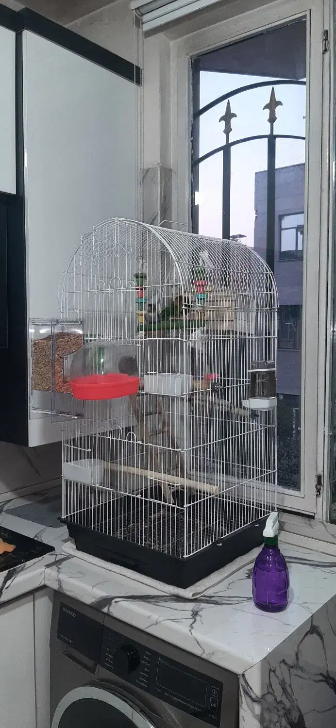 طوطی برزیلی فیشر|پرنده|پاکدشت, پاکدشت (مامازند)|دیوار