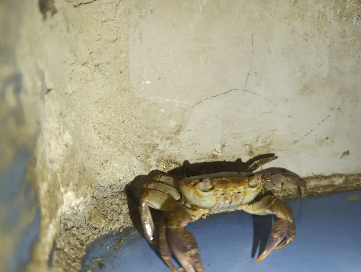 خرچنگ|خزنده|ایذه, |دیوار