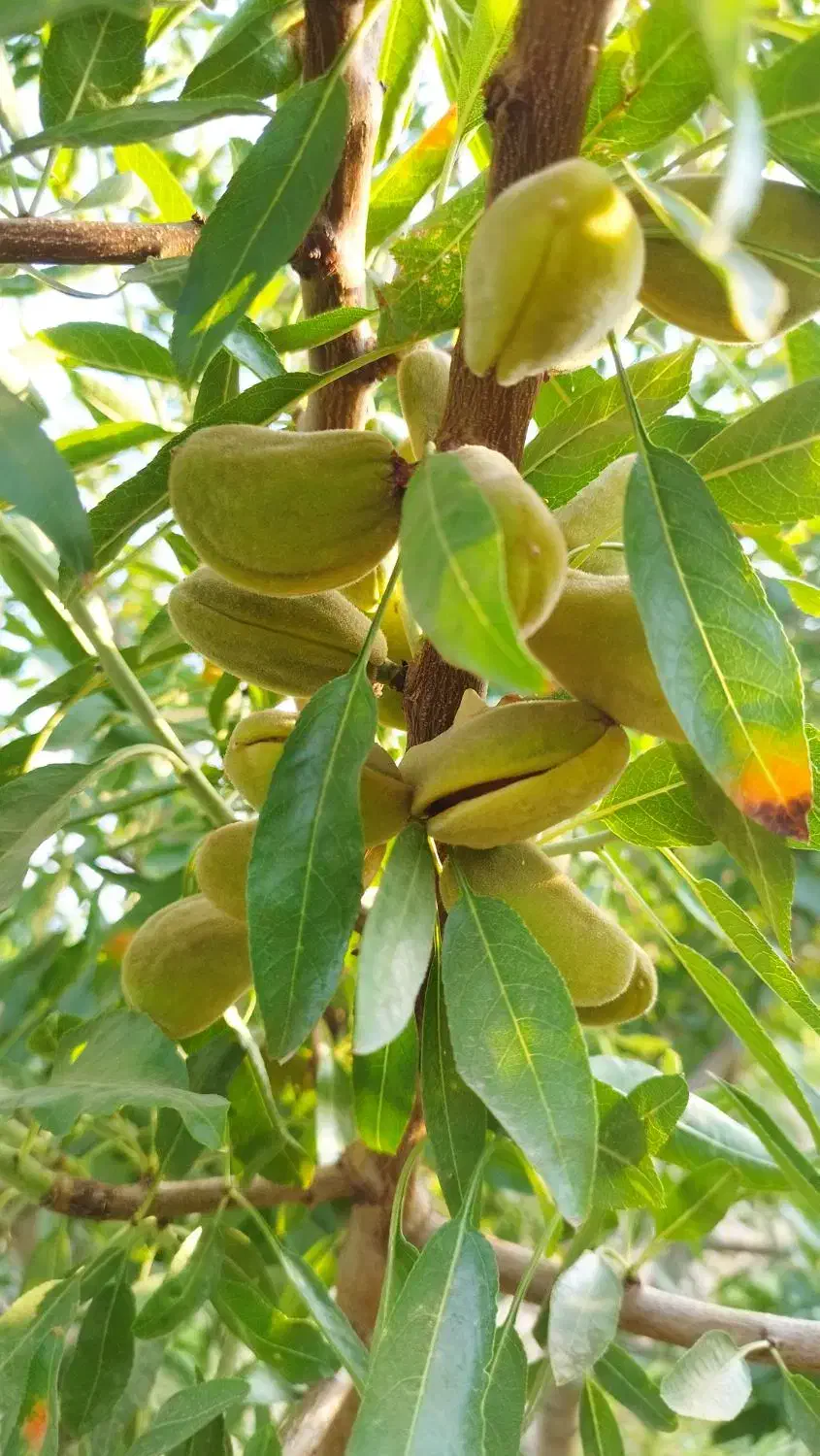 فروش چند قطعه باغ بار بده پل زمانخان|فروش زمین و ملک کلنگی|خمینی‌شهر, |دیوار