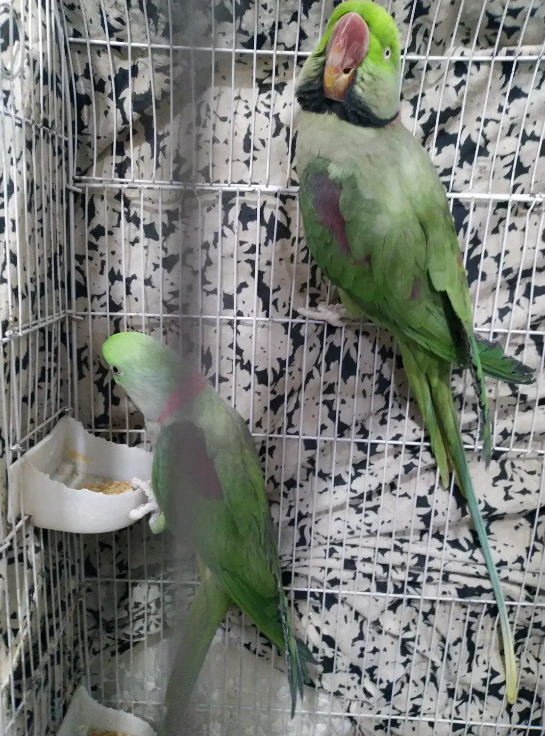 فروش دو عدد شاه طوطی نر کینگ سایز|پرنده|ری, جوانمرد قصاب|دیوار