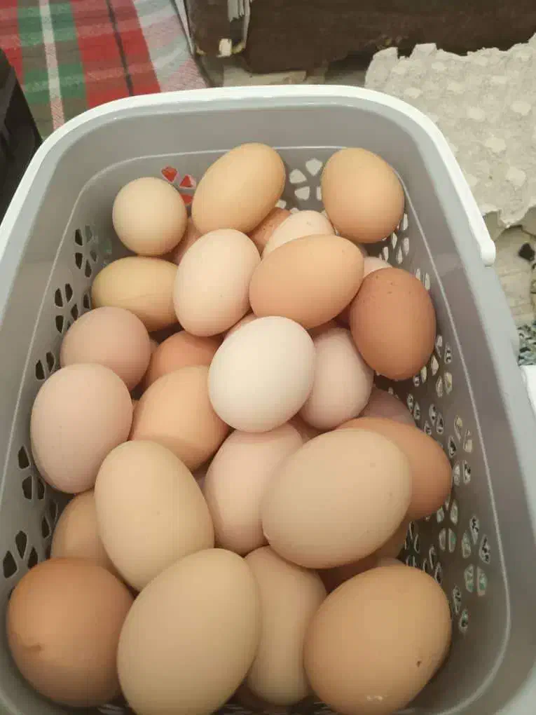 فروش تخم مرغ محلی گلپایگانی بدون نطفه|خوردنی و آشامیدنی|داراب, |دیوار