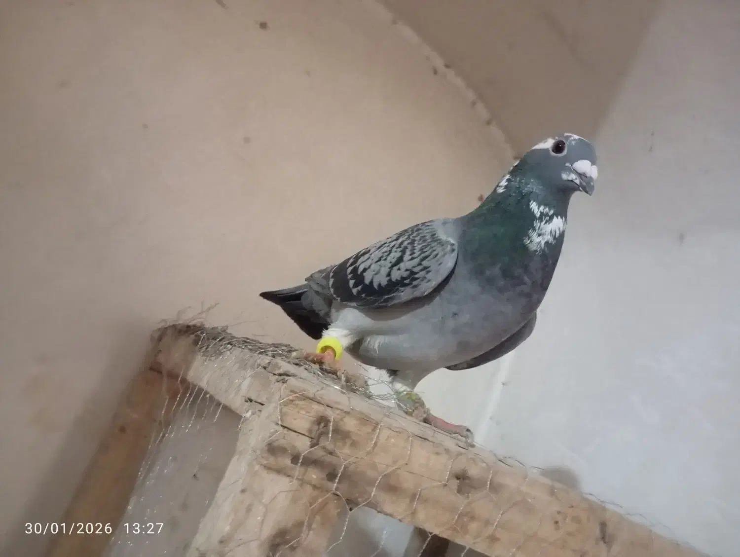 ماده ذات درست|حیوانات|تربت‌حیدریه, مورشک|دیوار