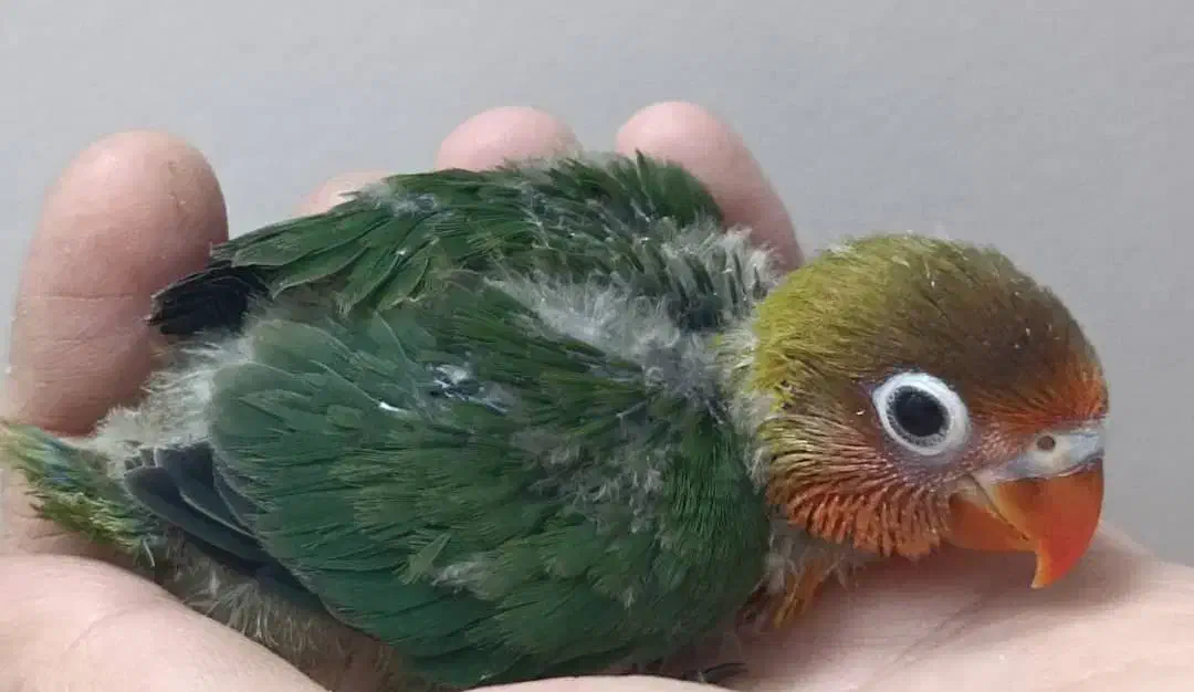 جوجه برزیلی|پرنده|ری, ملکآباد|دیوار