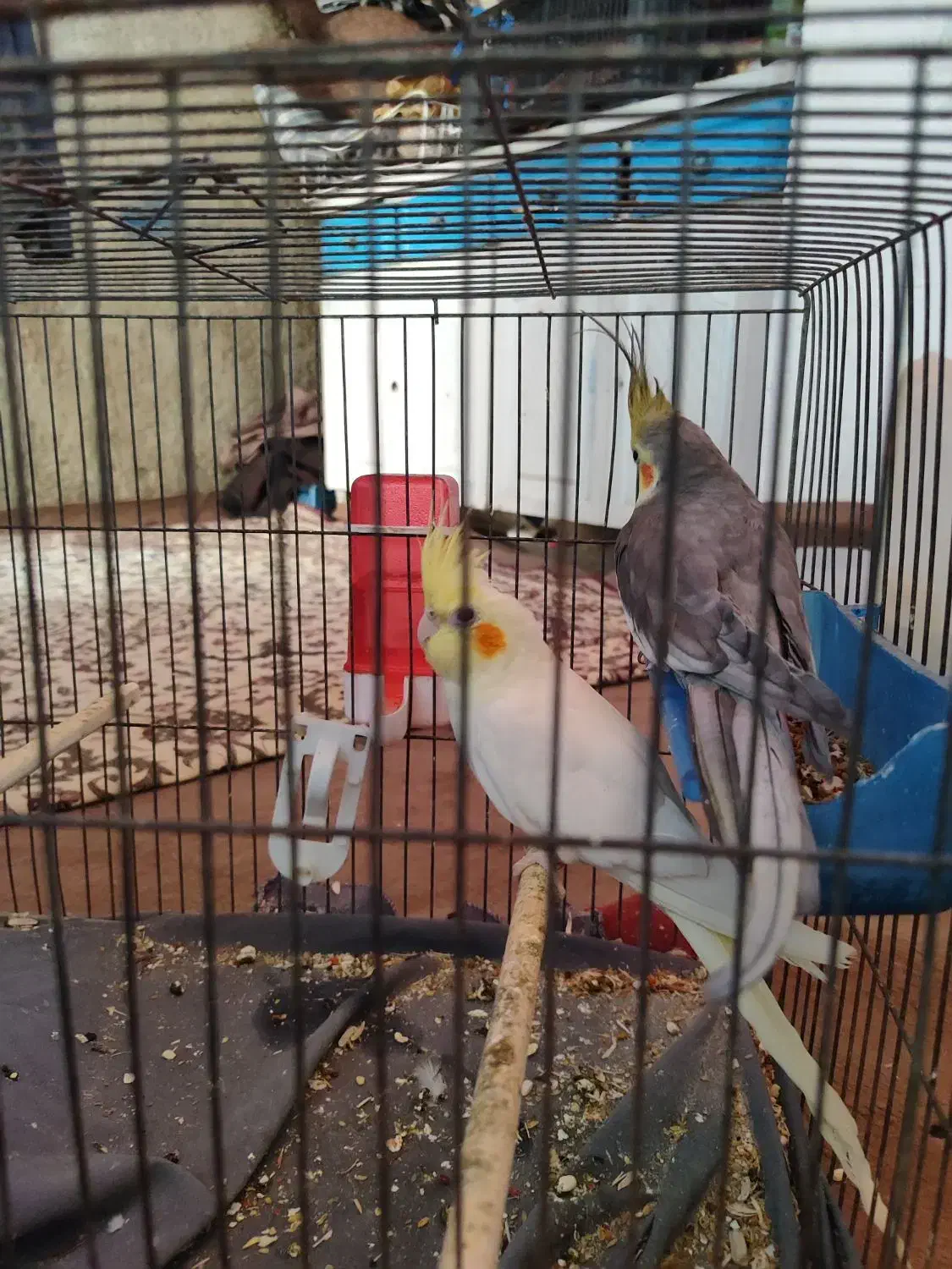 عروس هلندی جفت نرماده|پرنده|بافق, |دیوار