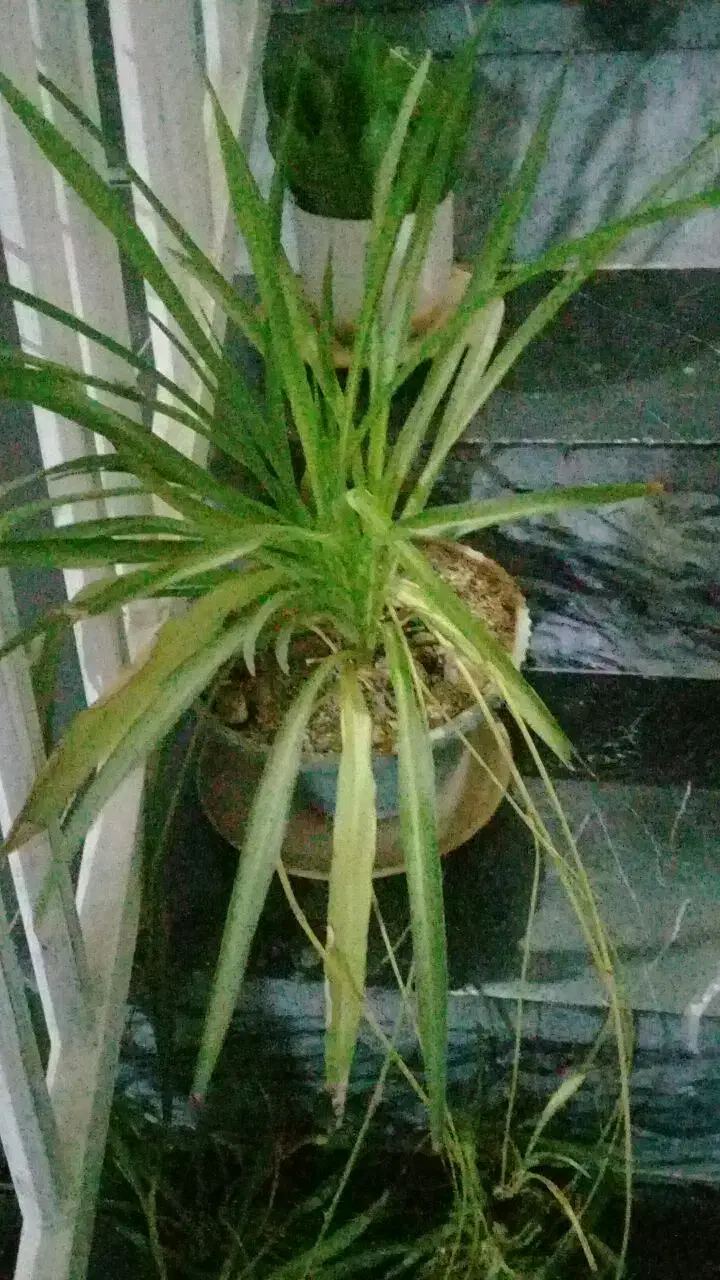 معاوضه گل و گلدان طبیعی|گل و گیاه طبیعی|کرمانشاه, |دیوار