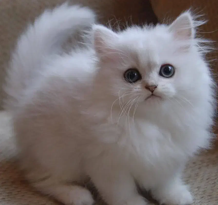 Pet|گربه|بجنورد, |دیوار