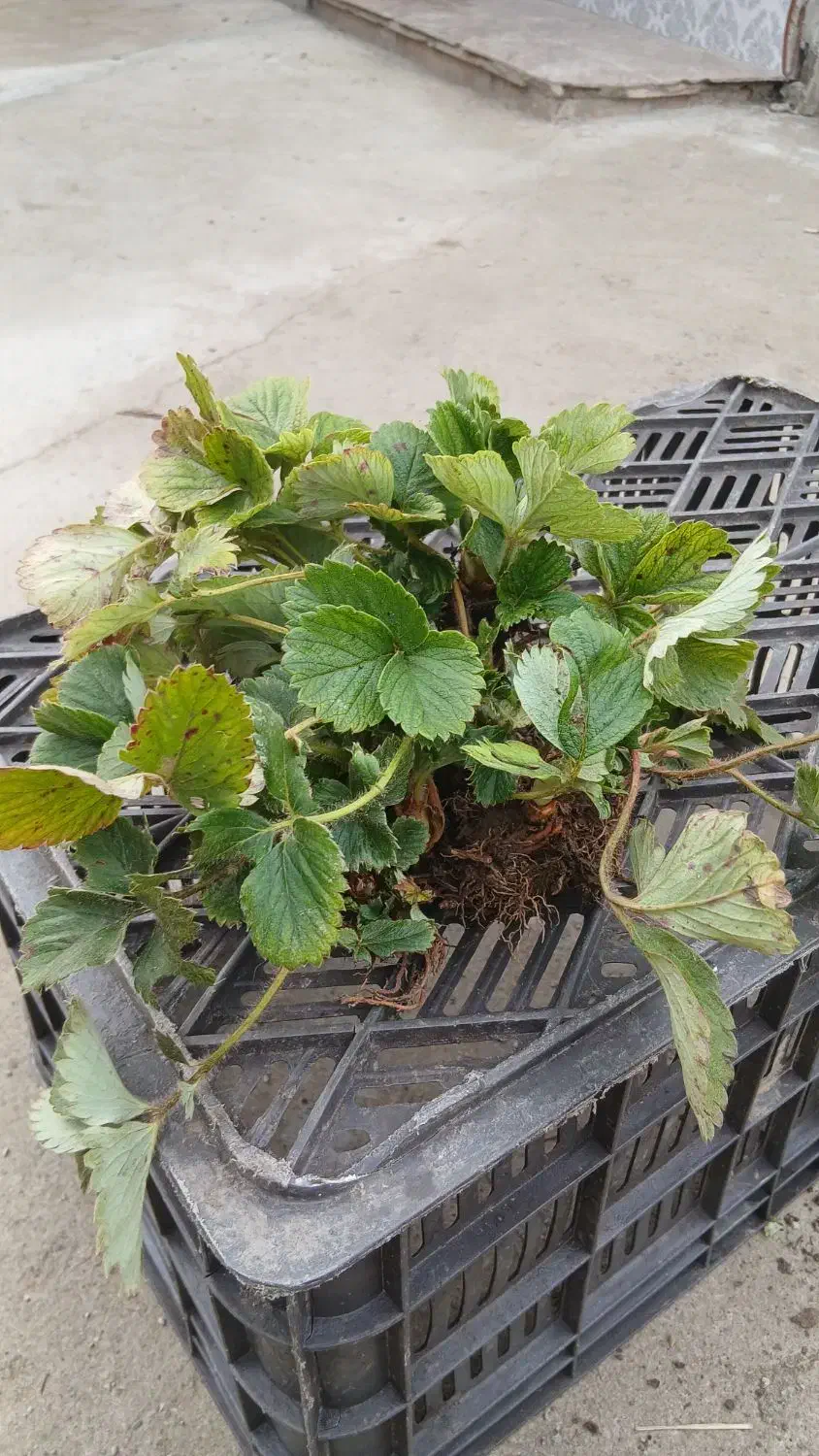 بوته توت فرنگی خارجی فرانسوی|گل و گیاه طبیعی|آکند, |دیوار