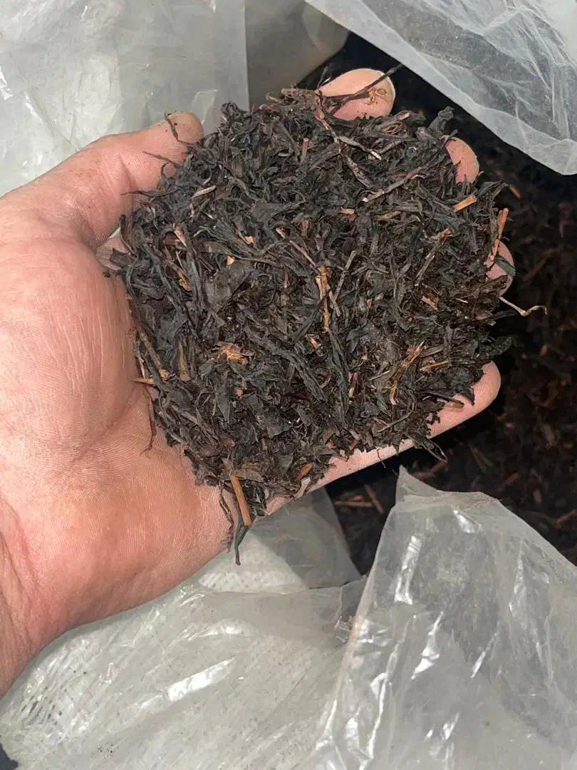 چای قلم بهاره درجه یک لاهیجان|خوردنی و آشامیدنی|آستانه اشرفیه, |دیوار