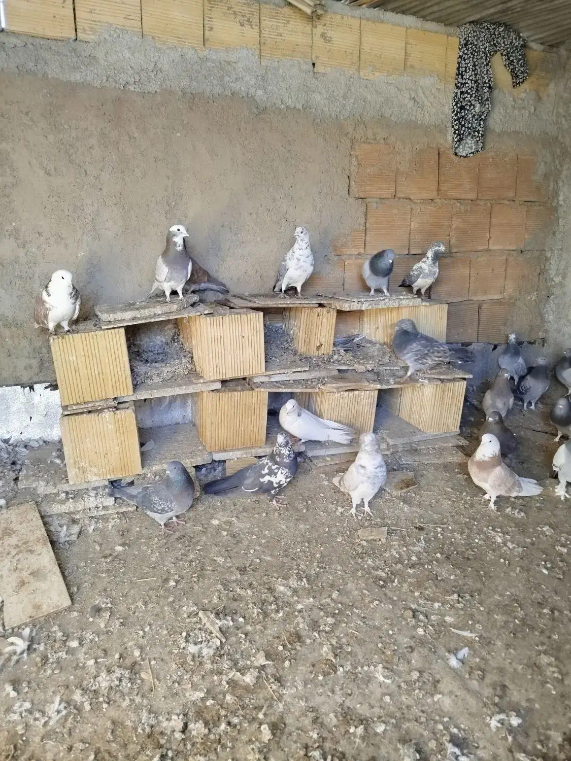 کفتر بگرد|پرنده|سامن, |دیوار